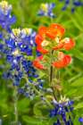 USA, Texas, Hill Country. Close-up of bluebonnets and Indian paintbrush flowers. Art Print